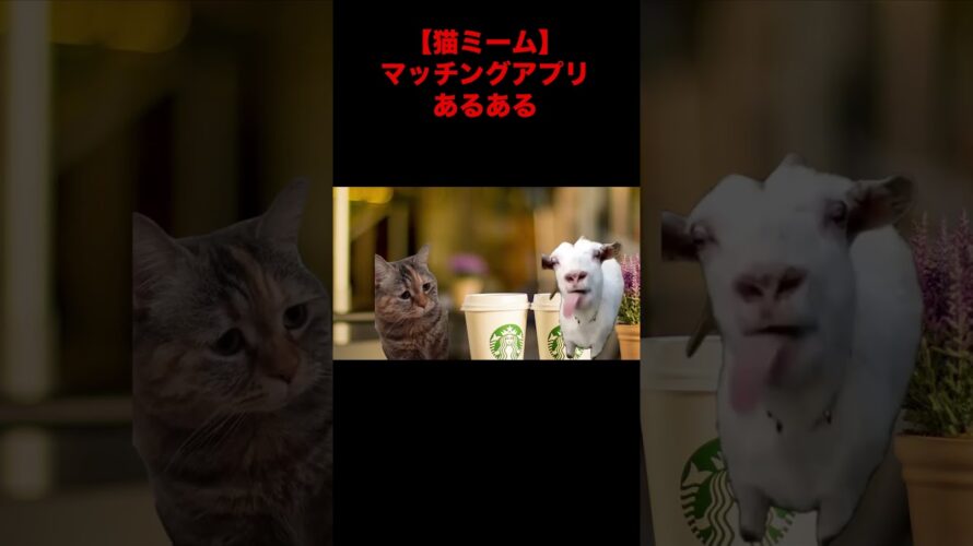 【猫ミーム】悲しきマッチングアプリあるある #猫ミーム #マッチングアプリ #猫マニ